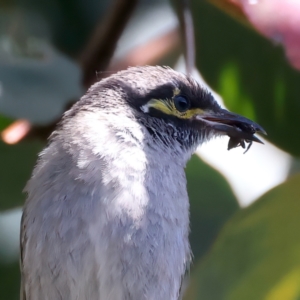 Caligavis chrysops at Talbingo, NSW - 13 Feb 2022