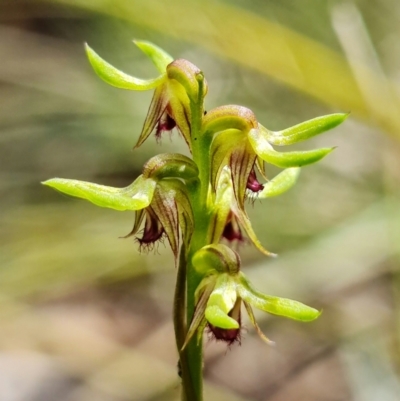 Corunastylis cornuta (Horned Midge Orchid) at Acton, ACT - 15 Feb 2022 by RobG1