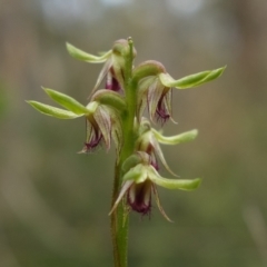 Corunastylis cornuta at Point 5515 - suppressed