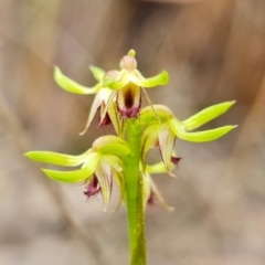 Corunastylis cornuta at Point 5515 - suppressed