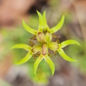 Corunastylis cornuta at Point 5515 - suppressed