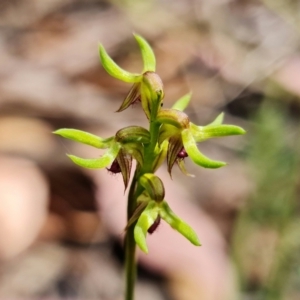 Corunastylis cornuta at Point 5515 - suppressed