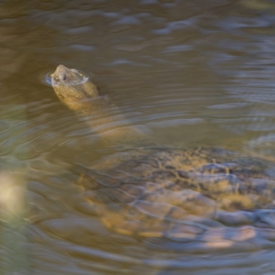 Chelodina longicollis (Eastern Long-necked Turtle) at Mount Ainslie - 15 Feb 2022 by trevsci