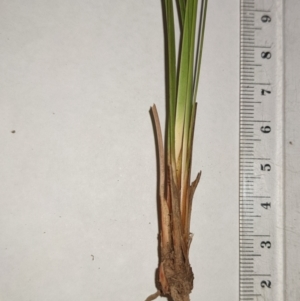 Lepidosperma laterale at Watson, ACT - 12 Feb 2022