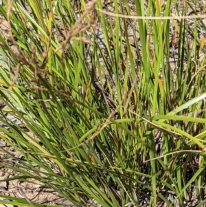 Lepidosperma laterale at Watson, ACT - 12 Feb 2022