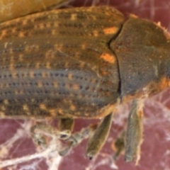 Larinus latus (Onopordum seed weevil) at Jerrabomberra, NSW - 14 Feb 2022 by TmacPictures