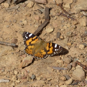 Vanessa kershawi at Cotter River, ACT - 13 Feb 2022 03:40 PM