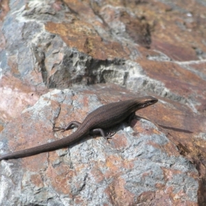 Pseudemoia entrecasteauxii at Brindabella, NSW - 13 Feb 2022 03:52 PM