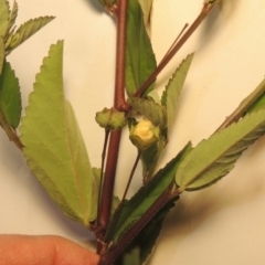 Sida rhombifolia (Paddy's Lucerne, Arrow-leaf Sida) at Kambah, ACT - 7 Feb 2022 by michaelb