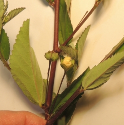 Sida rhombifolia (Paddy's Lucerne, Arrow-leaf Sida) at Kambah, ACT - 7 Feb 2022 by michaelb