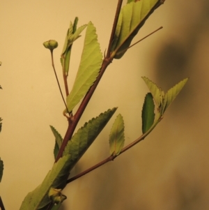 Sida rhombifolia at Kambah, ACT - 7 Feb 2022 09:03 PM