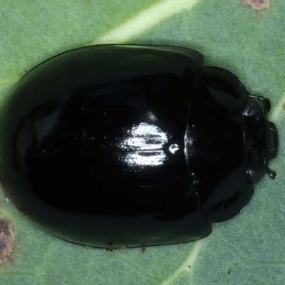 Paropsisterna morio (Morio leaf beetle) at Kosciuszko National Park - 13 Feb 2022 by jb2602