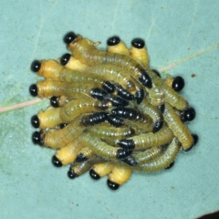 Pergidae sp. (family) at Talbingo, NSW - 13 Feb 2022