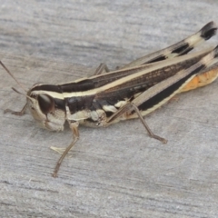 Macrotona australis (Common Macrotona Grasshopper) at Pollinator-friendly garden Conder - 1 Feb 2022 by michaelb