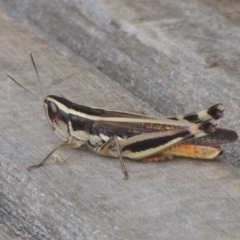 Macrotona australis at Conder, ACT - 1 Feb 2022