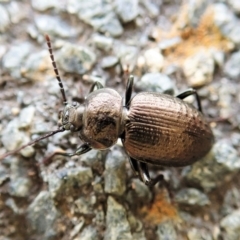 Adelium pustulosum (Darkling beetle) at Cook, ACT - 1 Feb 2022 by CathB