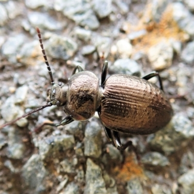 Adelium pustulosum (Darkling beetle) at Cook, ACT - 2 Feb 2022 by CathB