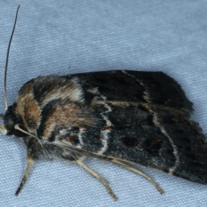 Proteuxoa sanguinipuncta at Tumut, NSW - 12 Feb 2022 09:48 PM