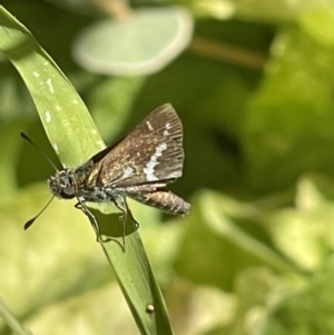 Taractrocera papyria at Macgregor, ACT - 16 Feb 2022