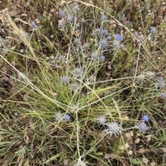 Eryngium ovinum (Blue Devil) at Macgregor, ACT - 28 Jan 2022 by APB