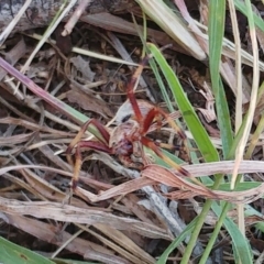 Salsa fuliginata (Sooty Orb-weaver) at Molonglo Valley, ACT - 14 Feb 2022 by sangio7