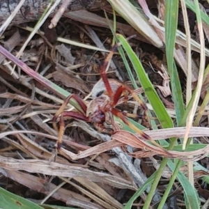 Salsa fuliginata at Molonglo Valley, ACT - 14 Feb 2022 01:58 PM