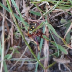 Salsa fuliginata at Molonglo Valley, ACT - 14 Feb 2022 01:58 PM