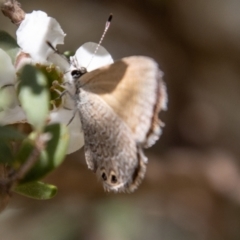Nacaduba biocellata (Two-spotted Line-Blue) at Cotter River, ACT - 9 Feb 2022 by SWishart