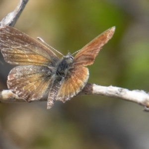 Neolucia agricola at Cotter River, ACT - 9 Feb 2022