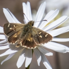 Anisynta monticolae (Montane grass-skipper) at Paddys River, ACT - 9 Feb 2022 by SWishart