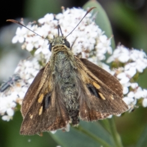 Timoconia flammeata at Paddys River, ACT - 9 Feb 2022 03:50 PM