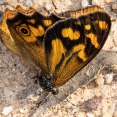 Heteronympha banksii (Banks' Brown) at Paddys River, ACT - 9 Feb 2022 by SWishart