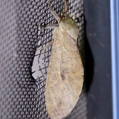Elhamma australasiae (A Swift or Ghost moth (Hepialidae)) at Moruya, NSW - 16 Feb 2022 by LisaH
