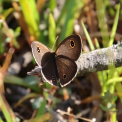 Ypthima arctous (Dusky Knight) at Moruya, NSW - 16 Feb 2022 by LisaH