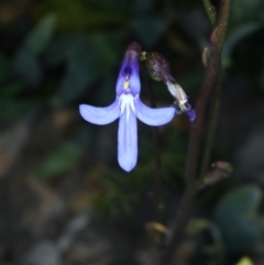 Lobelia dentata (Toothed Lobelia) at Pinbeyan, NSW - 13 Feb 2022 by jb2602