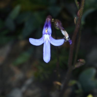 Lobelia dentata (Toothed Lobelia) at Pinbeyan, NSW - 13 Feb 2022 by jb2602