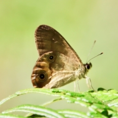 Hypocysta metirius (Brown Ringlet) at Moruya, NSW - 16 Feb 2022 by LisaH