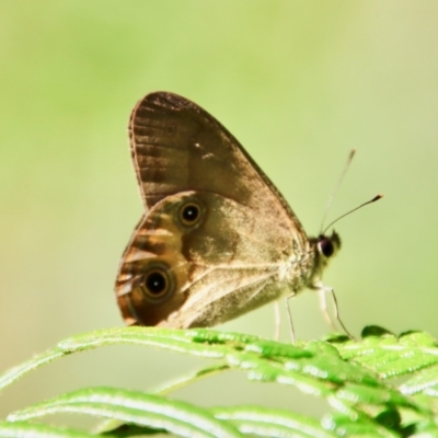 Hypocysta metirius (Brown Ringlet) at Moruya, NSW - 16 Feb 2022 by LisaH