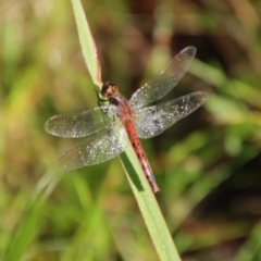 Diplacodes melanopsis (Black-faced Percher) at Moruya, NSW - 15 Feb 2022 by LisaH