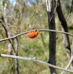 Paropsisterna sp. (genus) (A leaf beetle) at Mount Majura - 16 Feb 2022 by Avery
