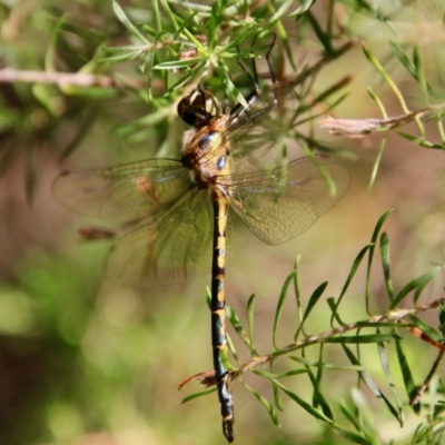 Hemicordulia australiae (Australian Emerald) at Moruya, NSW - 15 Feb 2022 by LisaH