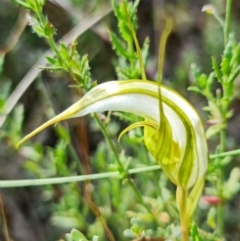 Diplodium ampliatum (Large Autumn Greenhood) at Bruce, ACT - 15 Feb 2022 by RobG1