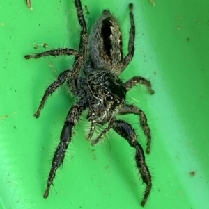 Sandalodes superbus at Jerrabomberra, NSW - suppressed