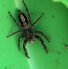 Sandalodes superbus at Jerrabomberra, NSW - suppressed