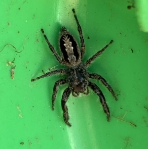 Sandalodes superbus at Jerrabomberra, NSW - suppressed