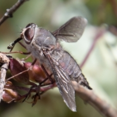 Trichophthalma sp. (genus) (Tangle-vein fly) at Cotter River, ACT - 9 Feb 2022 by SWishart