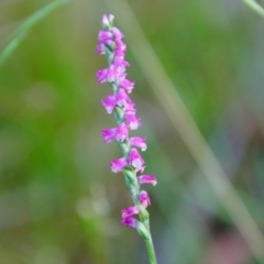 Spiranthes australis (Austral Ladies Tresses) at Moruya, NSW - 16 Feb 2022 by LisaH