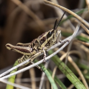 Monistria concinna at Paddys River, ACT - 9 Feb 2022