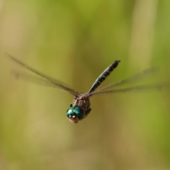 Hemicordulia australiae (Australian Emerald) at Moruya, NSW - 16 Feb 2022 by LisaH