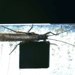 GRIPOPTERYGIDAE (family) (Stonefly) at Talbingo, NSW - 13 Feb 2022 by jb2602